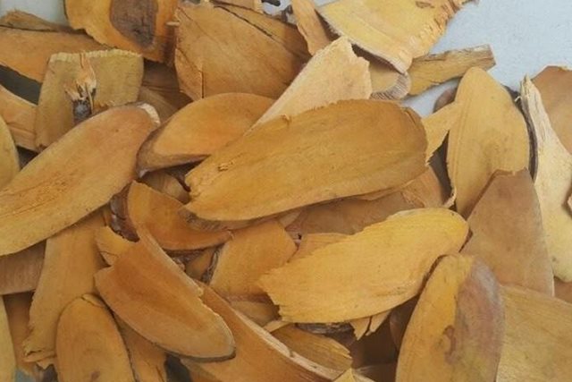 Rễ nhàu có tác dụng gì?